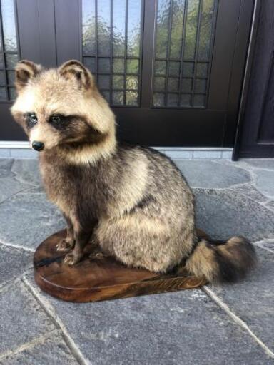 たぬき　狸の剥製