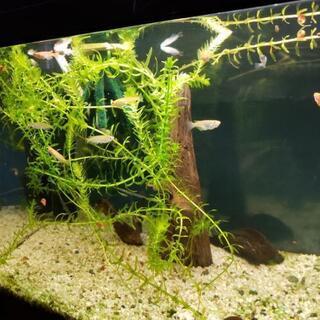 メダカ入りませか？。写真に写っていますメダカです。他に水草や水槽...