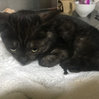 生後2、3ヶ月の子猫 - 猫
