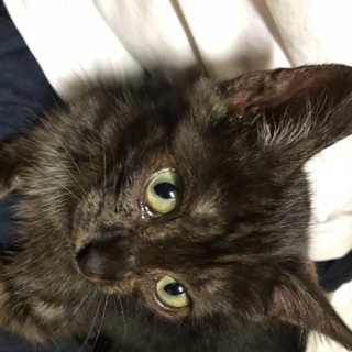 生後2、3ヶ月の子猫