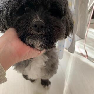 シーズ×プードルミックス犬　　7才　里親募集