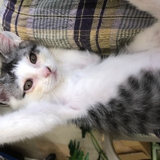 5月10日生まれの兄妹　サバ白・白黒ブチ・サバトラ - 猫