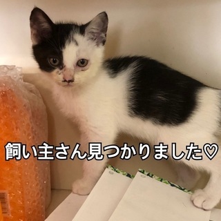 5月10日生まれの兄妹　サバ白・白黒ブチ・サバトラ − 徳島県