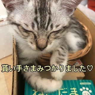 5月10日生まれの兄妹　サバ白・白黒ブチ・サバトラ - 里親募集