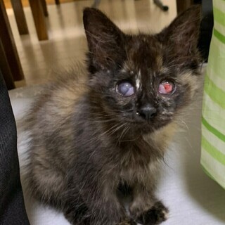 子猫ガール★目が見えにくくても走れるよ　現在治療中