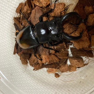 カブトムシクワガタ取り
