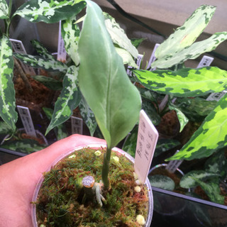 アグラオネマ TZ便  バイカラーの画像