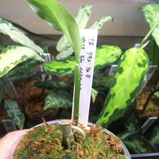 アグラオネマ TZ便  バイカラーの画像