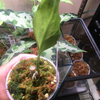 アグラオネマ TZ便  バイカラーの画像