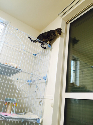 猫 ケージ 3段 猫用品 ハウス