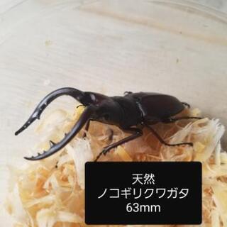 天然　ノコギリクワガタ　セット　NO.5　