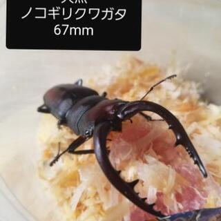 天然　ノコギリクワガタ　セット　NO.6