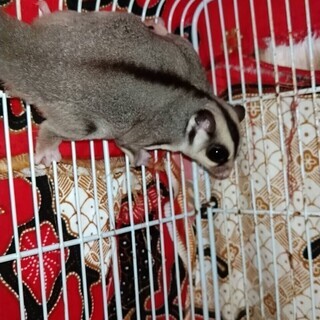 モモンガお譲りいたします