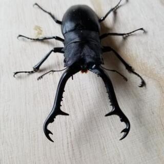 迫力満点！　ギラファノコギリクワガタ　値下げの画像
