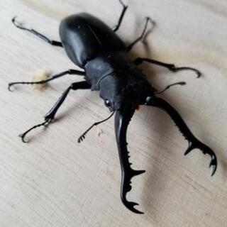 迫力満点！　ギラファノコギリクワガタ　値下げ
