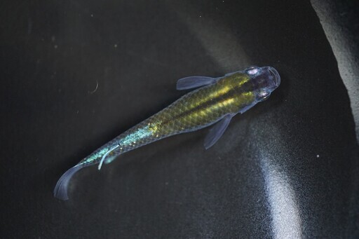 【改良メダカ】灯✕カブキ　♂3♀4　2000円　取りに来てくれる方限定