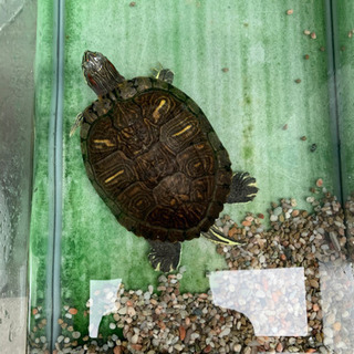 🐢ミドリガメの里親募集中🐢