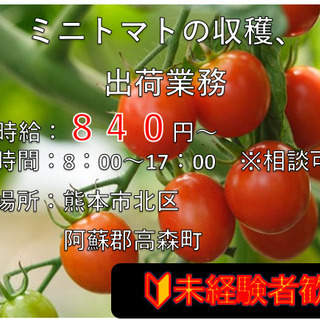 【高森町】ビニールハウスでのミニトマトの収穫及び手入れ・出荷梱包