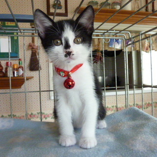 可愛い仔猫達の里親募集