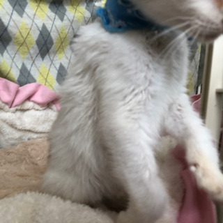 1匹飼い