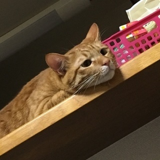 3歳　茶トラ