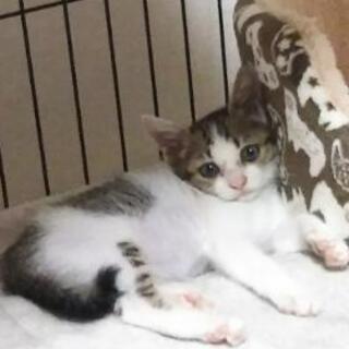【募集終了しました】大人しい子猫の里親さん募集