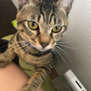 茶トラとキジトラの兄弟猫です！どちらも今年2歳になります！の画像