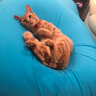 茶トラとキジトラの兄弟猫です！どちらも今年2歳になります！ - 猫