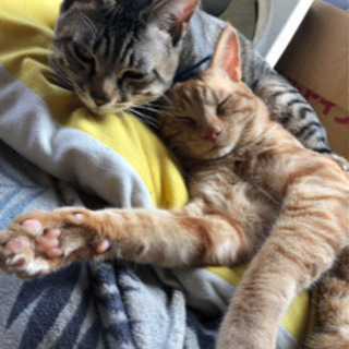 茶トラとキジトラの兄弟猫です！どちらも今年2歳になります！ − 北海道