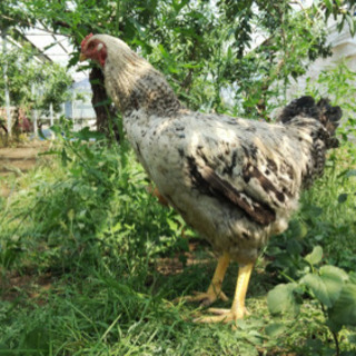 小田原と松田町で地鶏を育ててくれる方または農場管理人募集！の画像