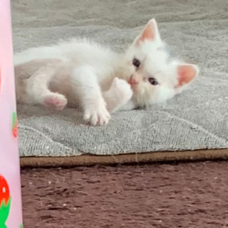 今生後40日ぐらいの可愛い子猫の里親募集中