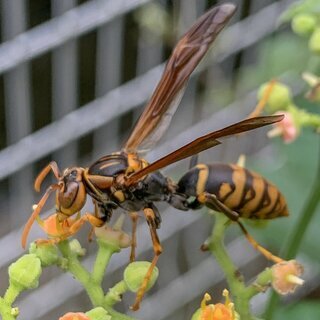 アシナガバチの巣引き取ります