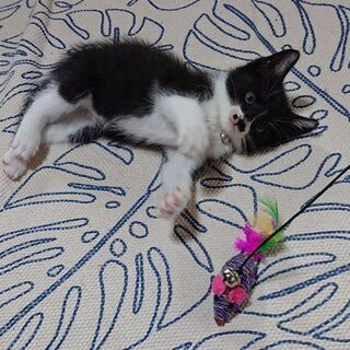 子猫♂︎の里親さんになって下さい
