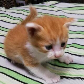 生後３週間程の赤ゃん猫 ２匹