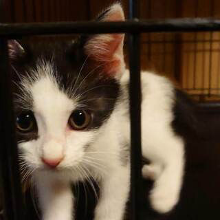 子猫（生後２カ月の女の子と男の子）の新しい家族を探しています。
