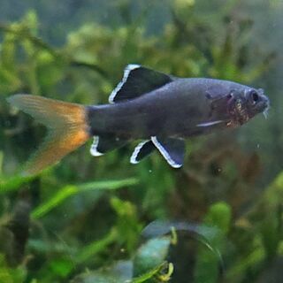 レッドテールブラックシャーク(アクアリウム熱帯魚)