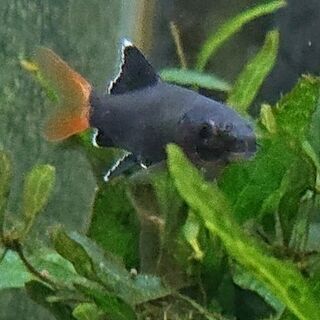 レッドテールブラックシャーク(アクアリウム熱帯魚)の画像