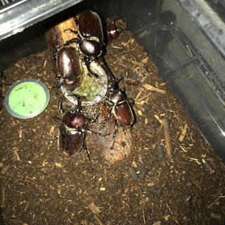 カブトムシ