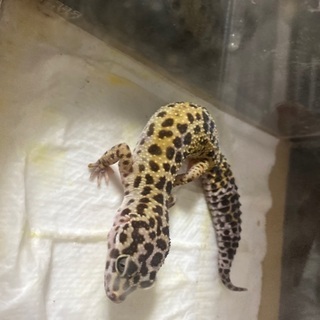 ヒョウモントカゲモドキ　　2歳