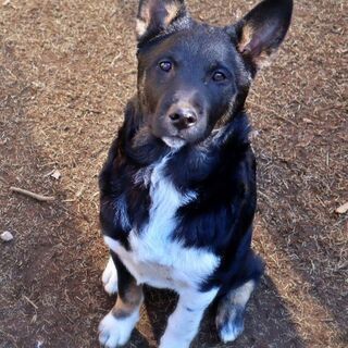 愛情のある家族を探している10ヶ月歳の犬