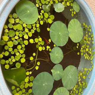 水草・浮き草 アマゾンフロッグピット50株+αの画像