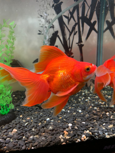 飯田産琉金３匹セット