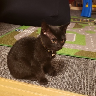 生後３か月のやんちゃな子猫ですの画像