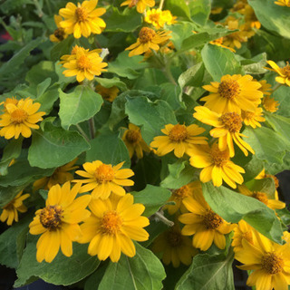 お花無人販売🌼
