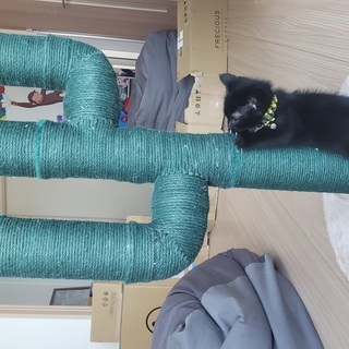 生後３か月のやんちゃな子猫です - 猫