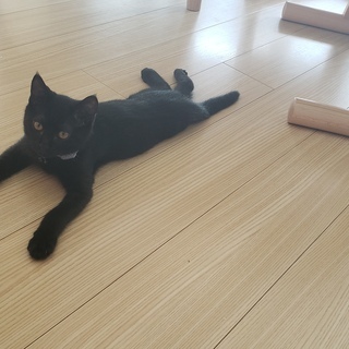 生後３か月のやんちゃな子猫です − 大阪府