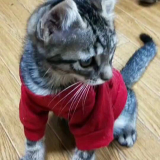 見た目はクール、中身は甘えん坊