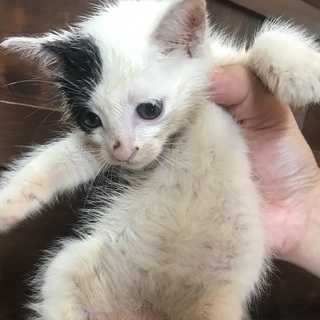 尻尾が黒く身体も黒の模様が少し入った白猫ちゃん