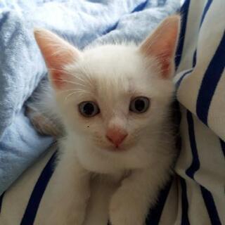 【終了】6月6日生まれの可愛い猫ちゃん