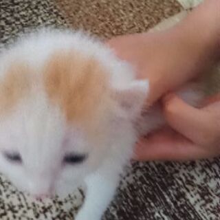 子猫